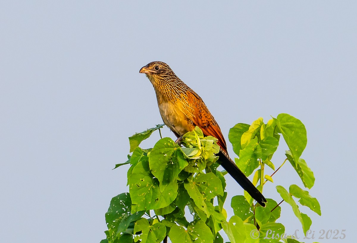 Black Coucal - ML640582676