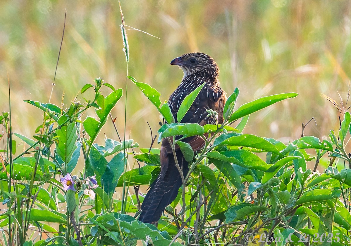 Black Coucal - ML640582677