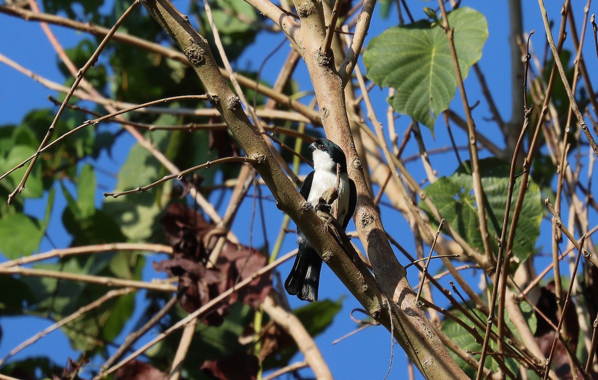 Philippine Falconet - ML640582684