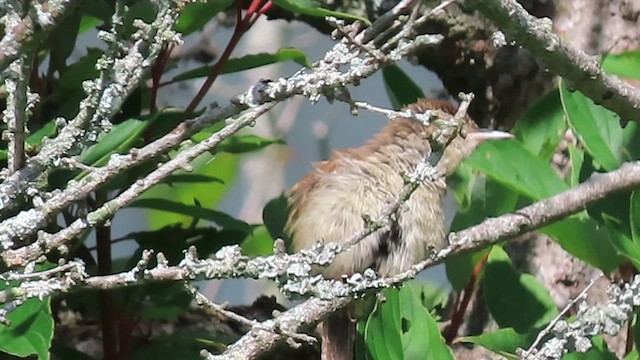 Carolina Wren - ML640582715
