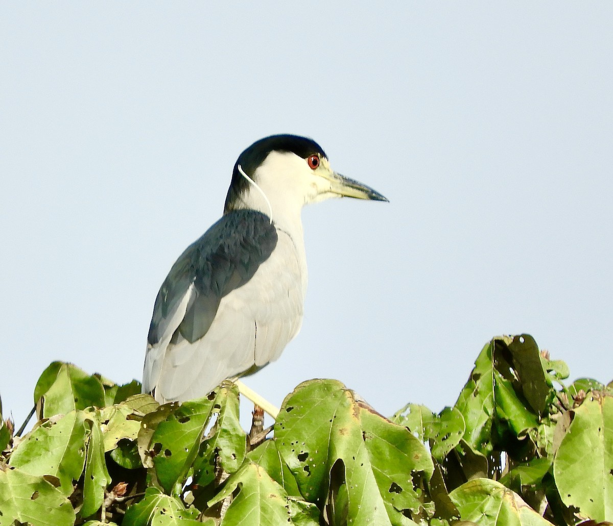 Black-crowned Night Heron - ML640582719