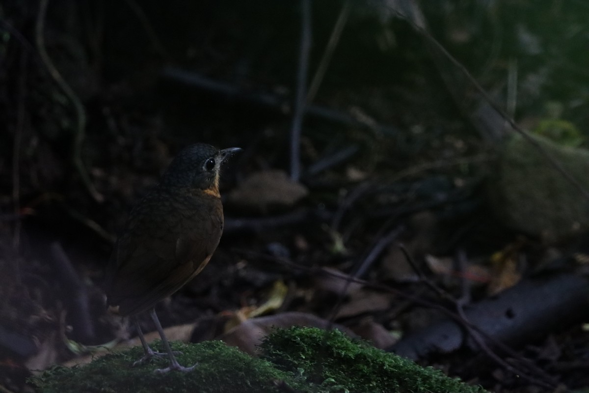 Scaled Antpitta - ML640582720