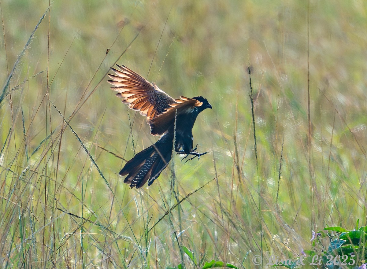 Black Coucal - ML640582736