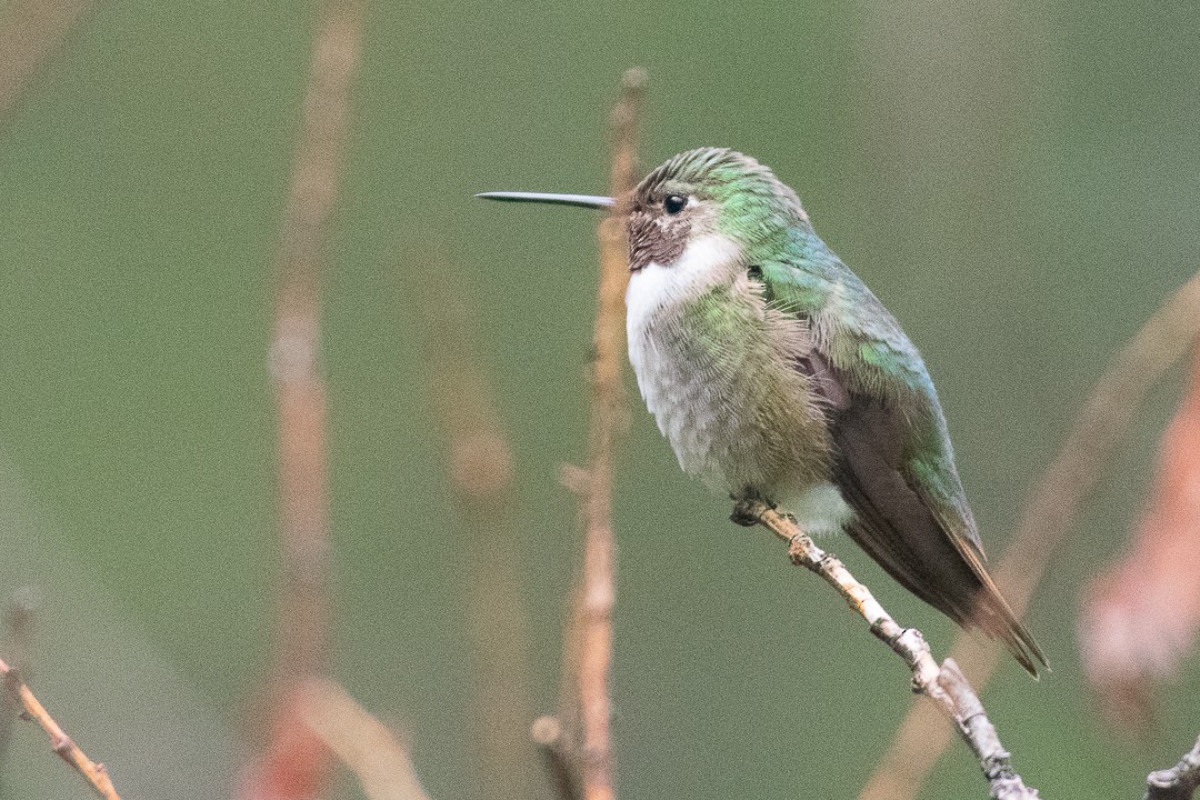 Broad-tailed Hummingbird - ML640582738