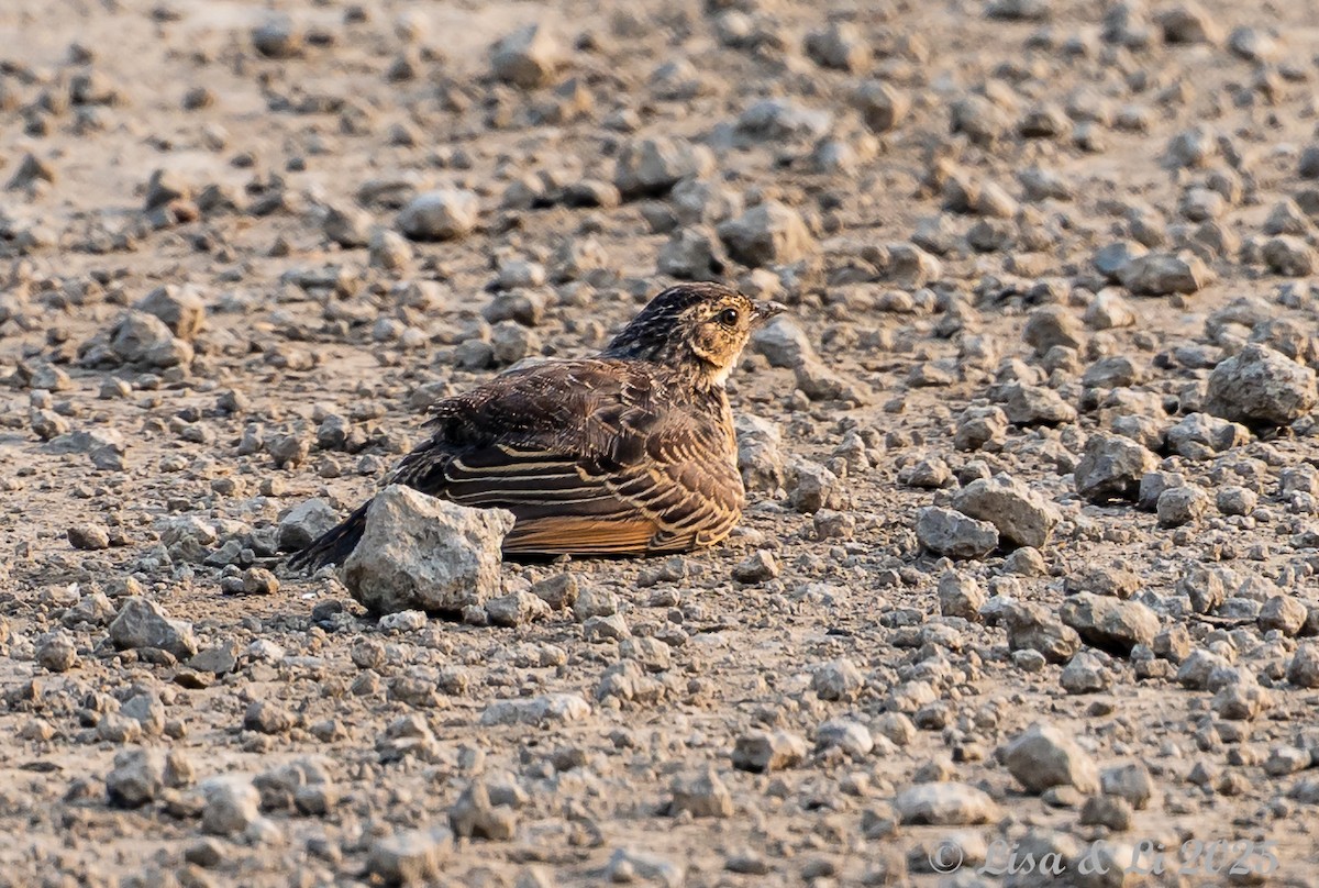 Flappet Lark - ML640582739