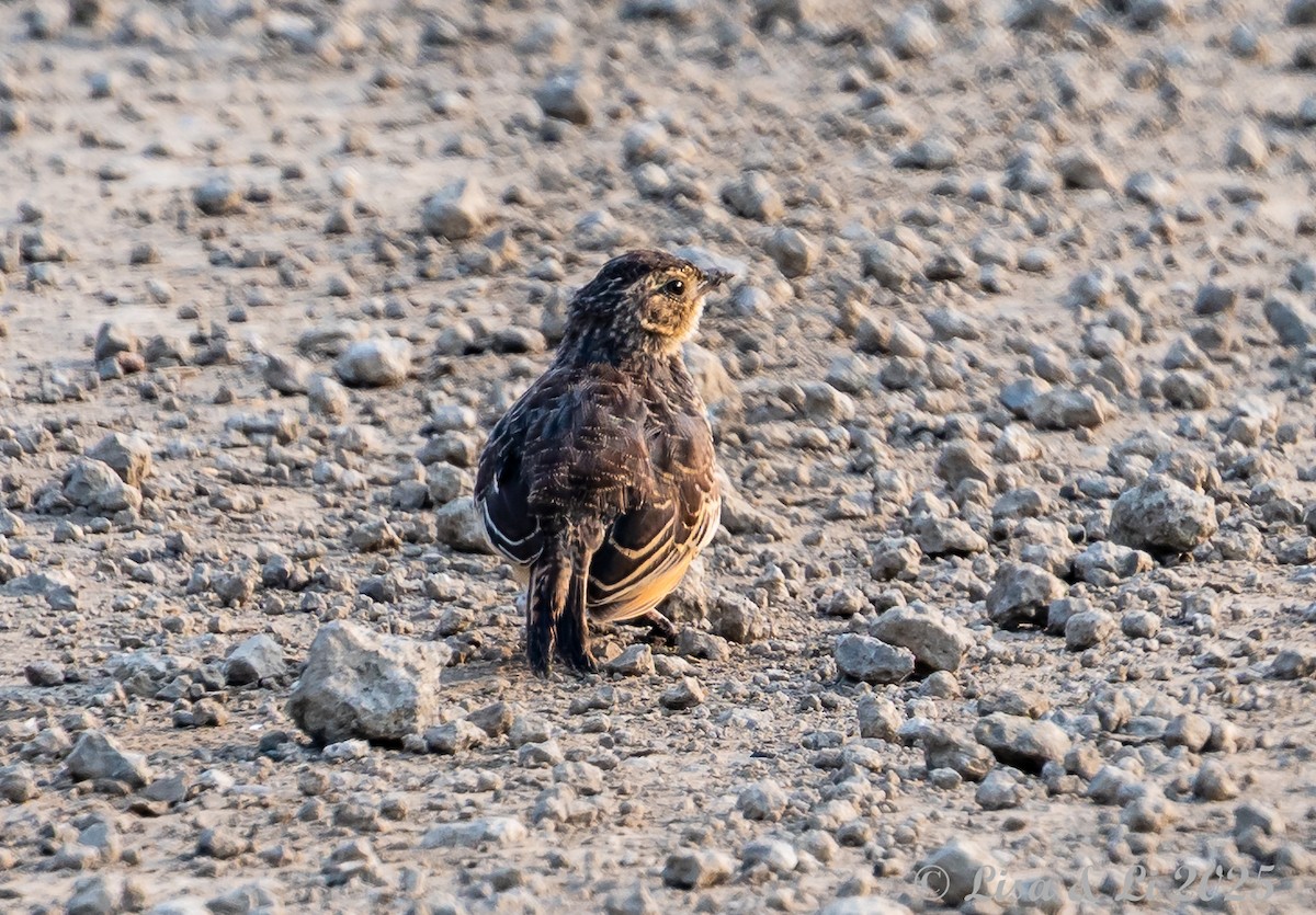 Flappet Lark - ML640582740