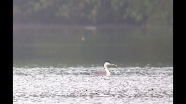 Western Grebe - ML640582748