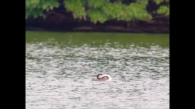 Western Grebe - ML640582749