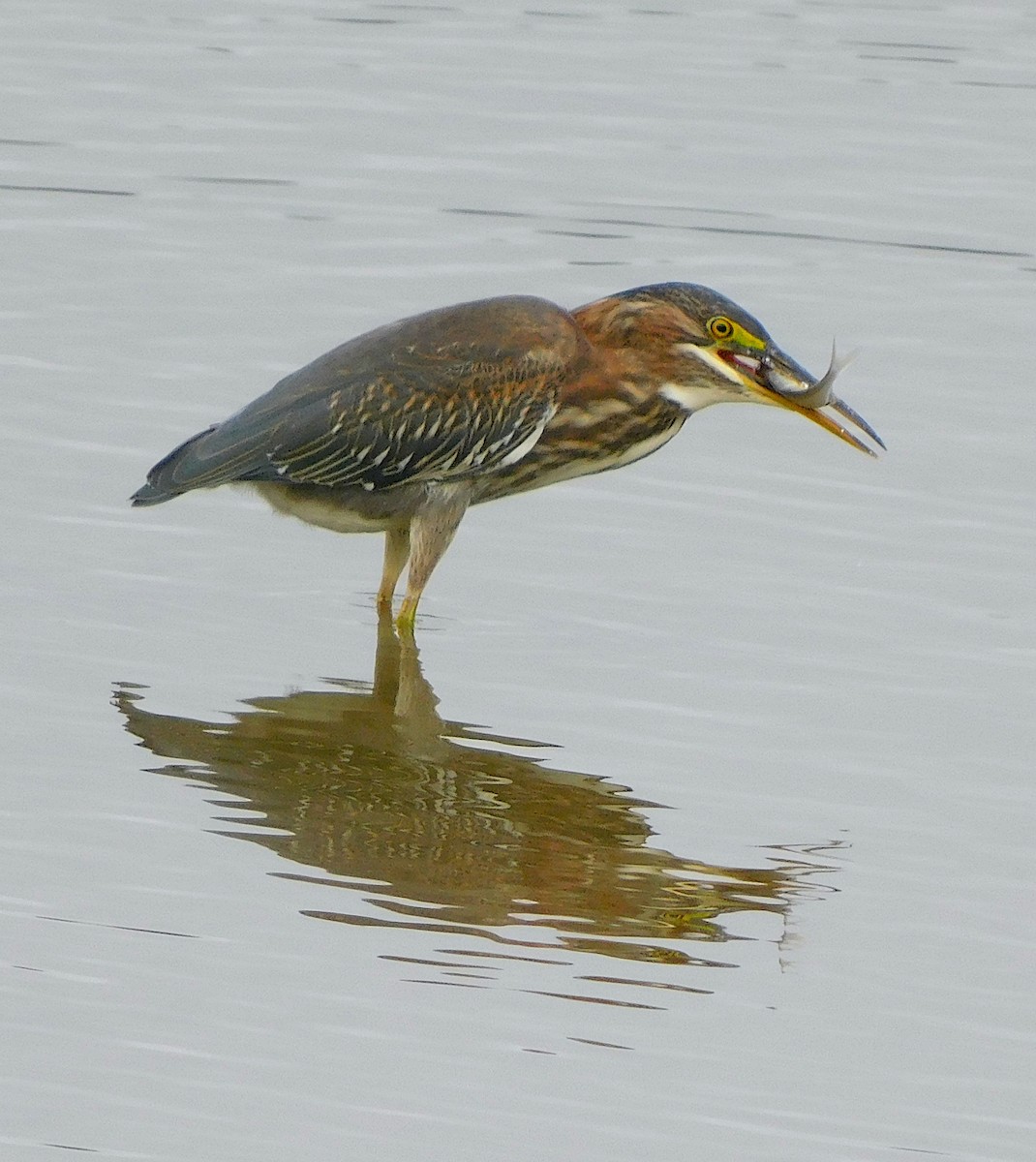 Green Heron - ML640582764