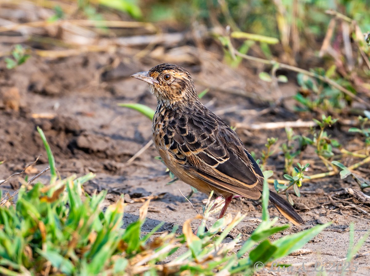 Flappet Lark - ML640582792