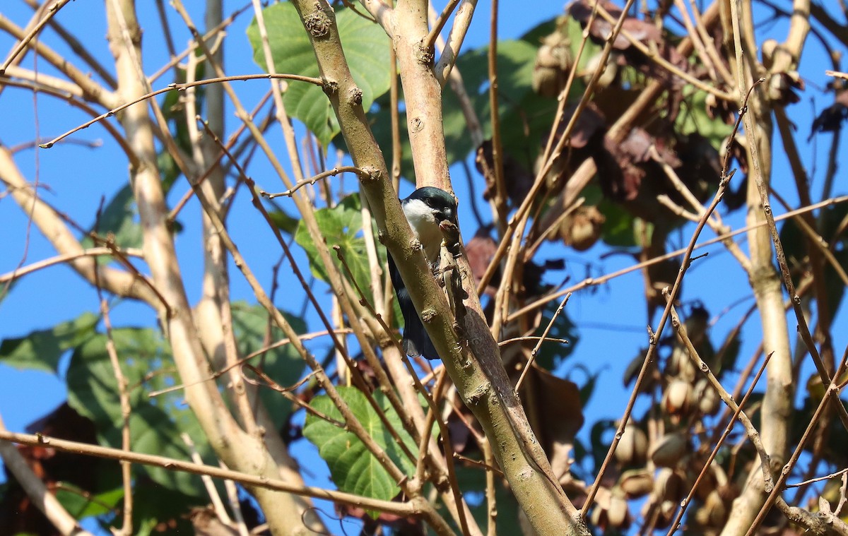 Philippine Falconet - ML640582801