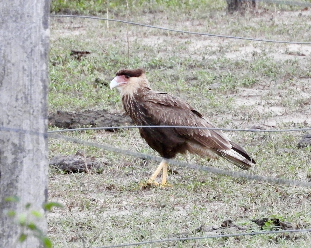 Crested Caracara (Southern) - ML640582802