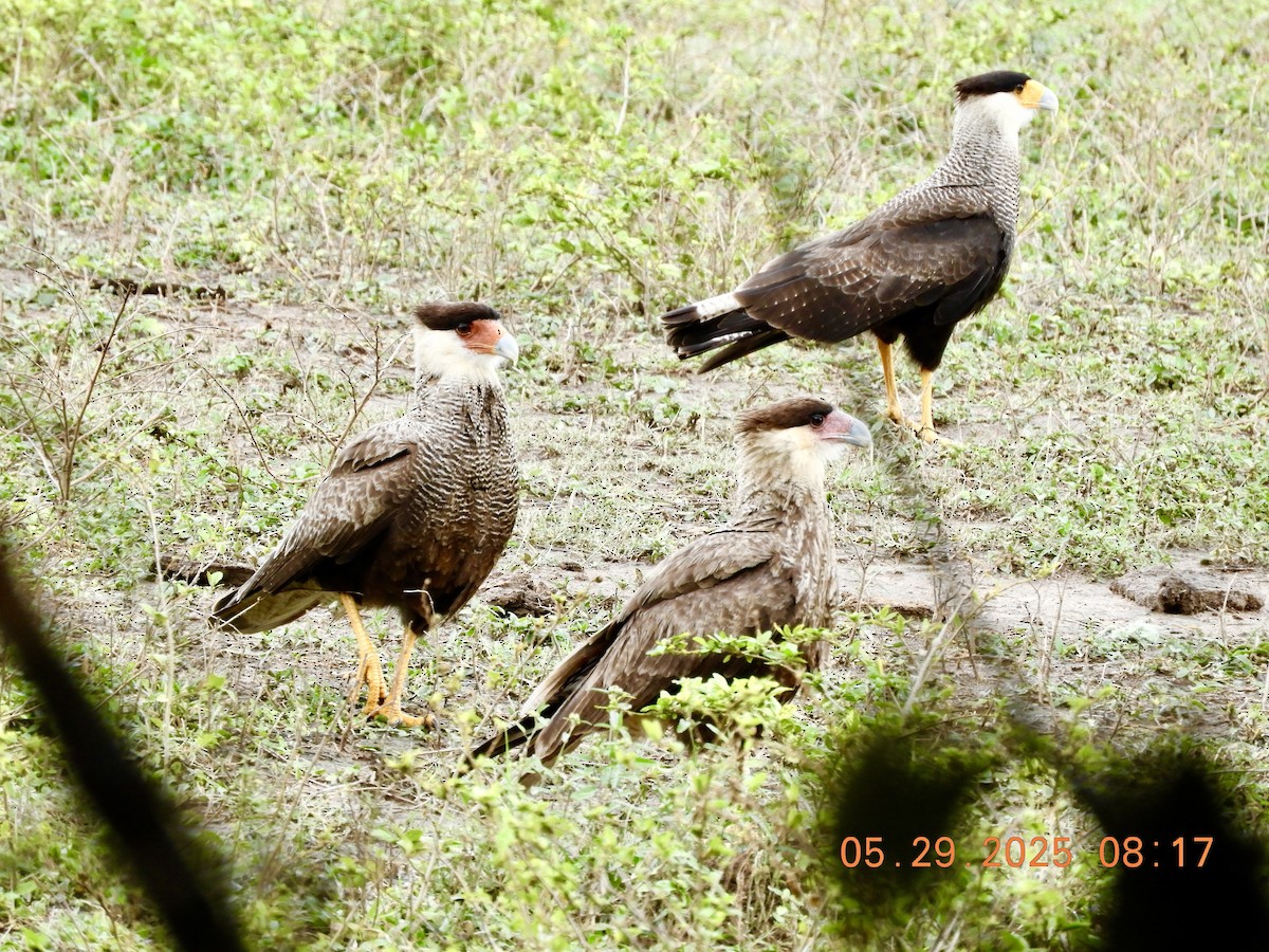 Crested Caracara (Southern) - ML640582803