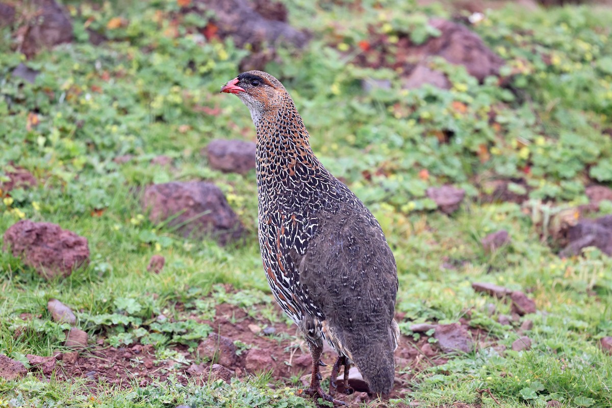 Chestnut-naped Spurfowl - ML640582805