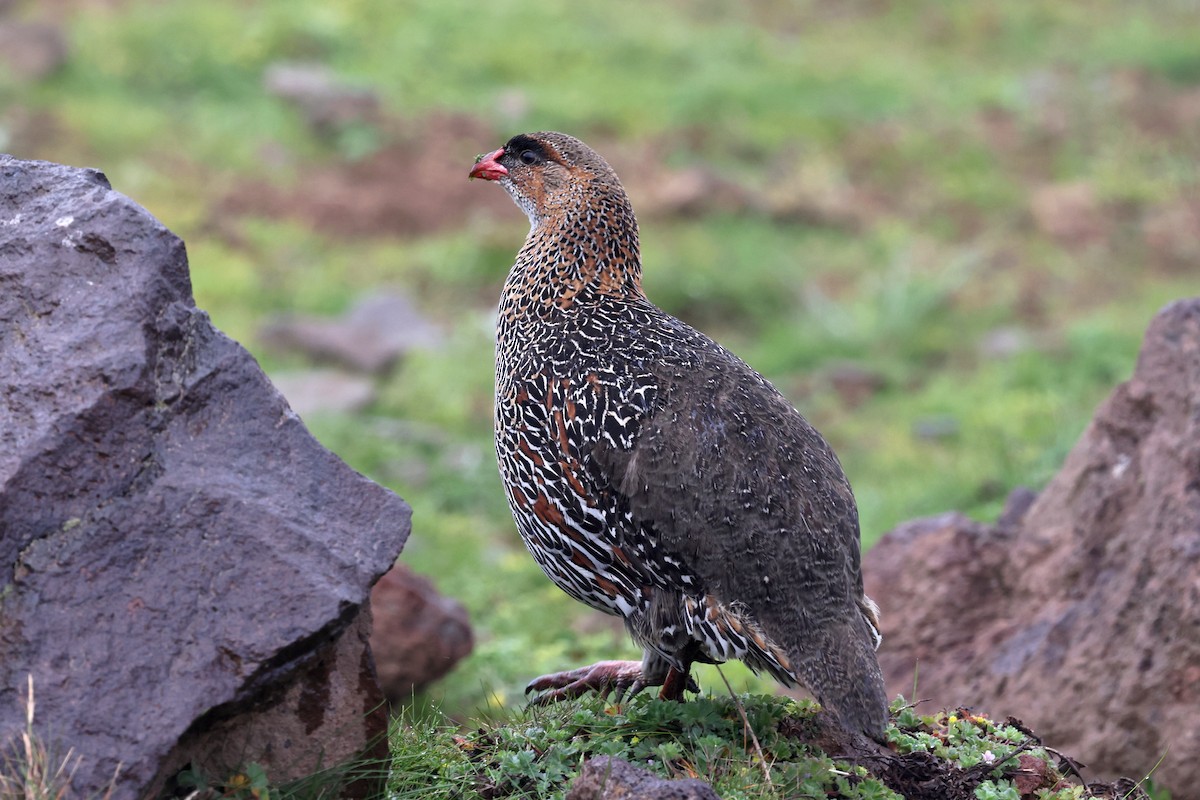 Chestnut-naped Spurfowl - ML640582812