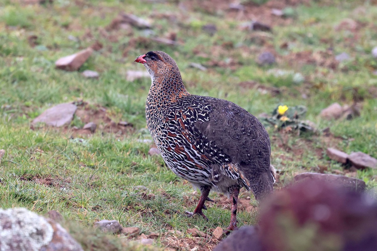 Chestnut-naped Spurfowl - ML640582813