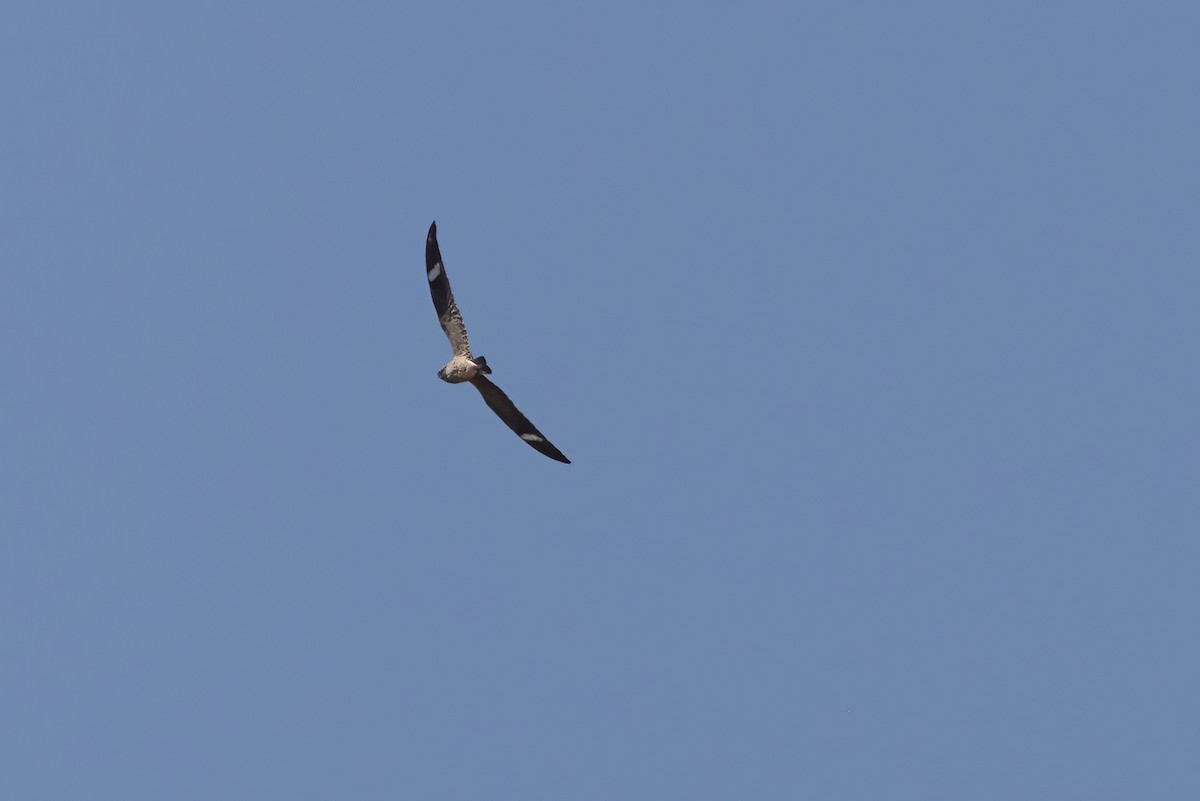 Common Nighthawk - ML640582863