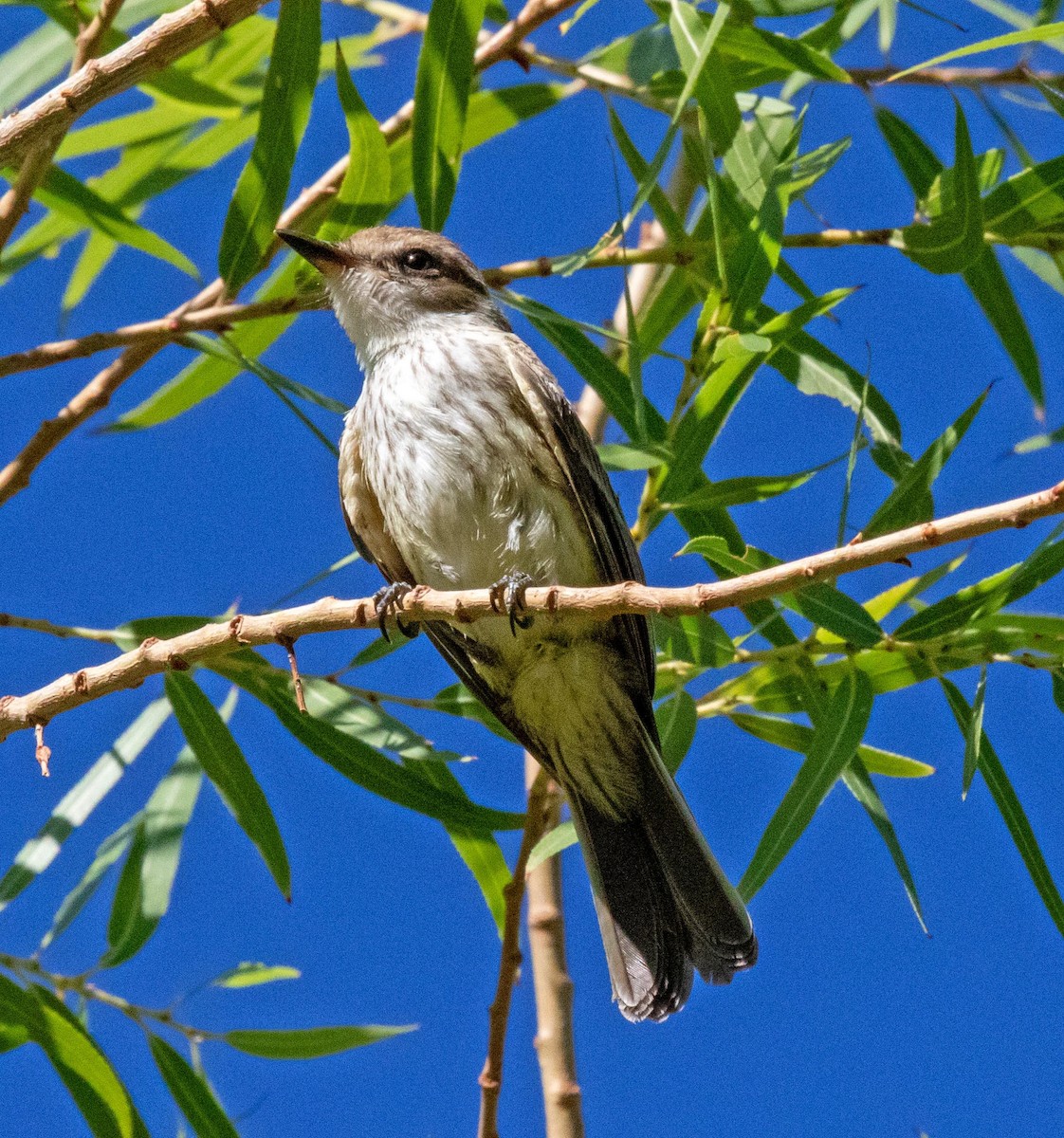 Vermilion Flycatcher - ML640582867