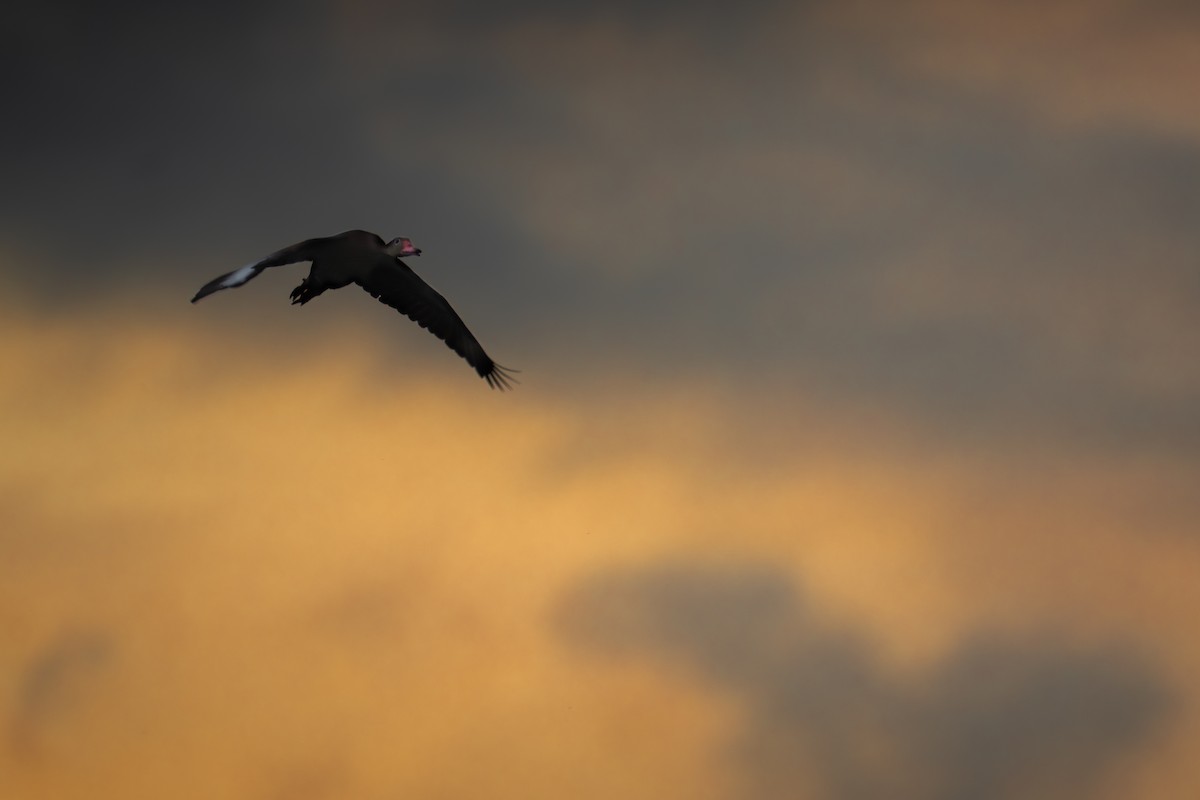 Black-bellied Whistling-Duck - ML640582890