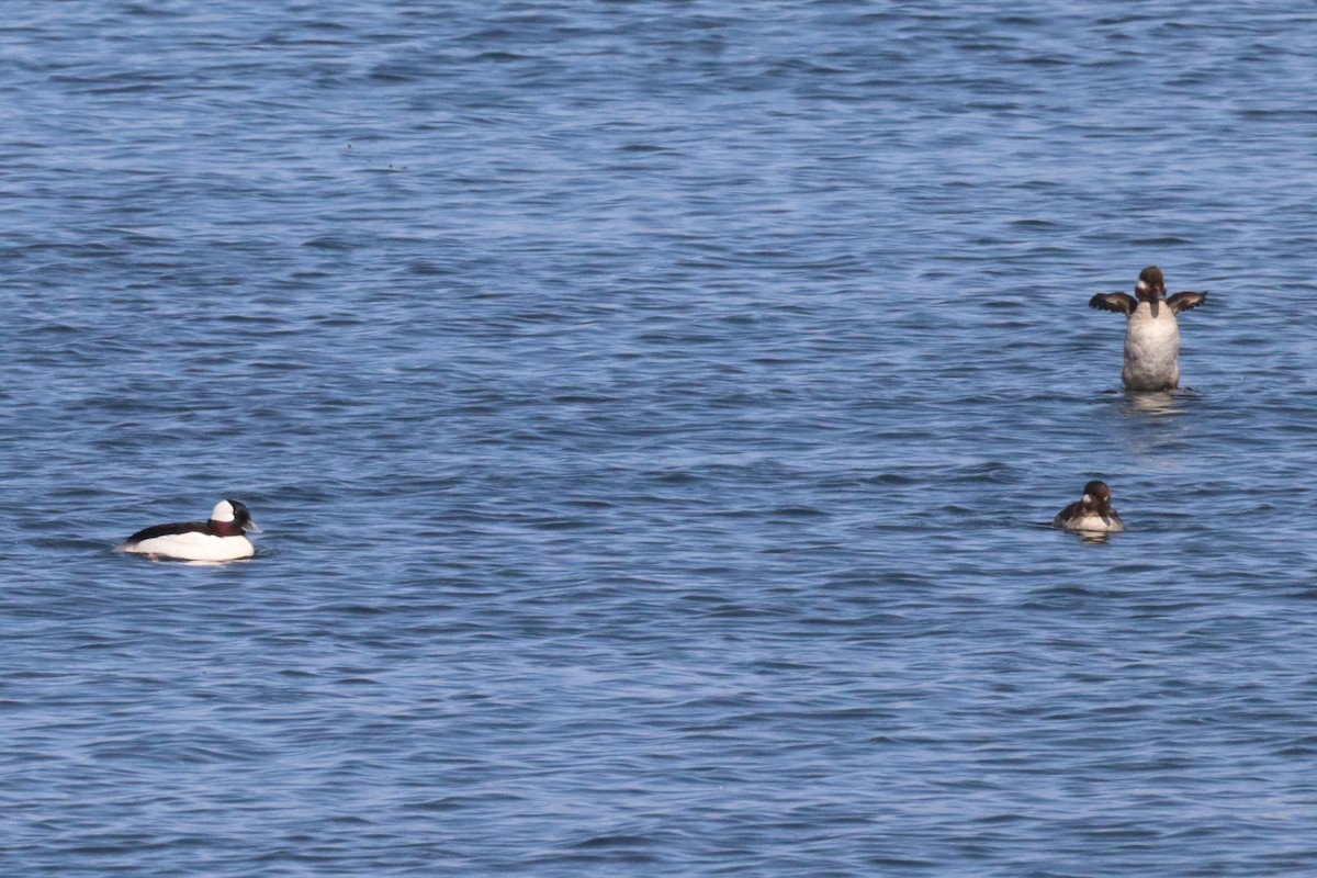 Bufflehead - ML640582899