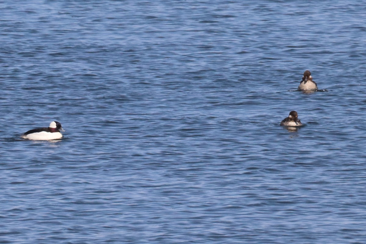 Bufflehead - ML640582900