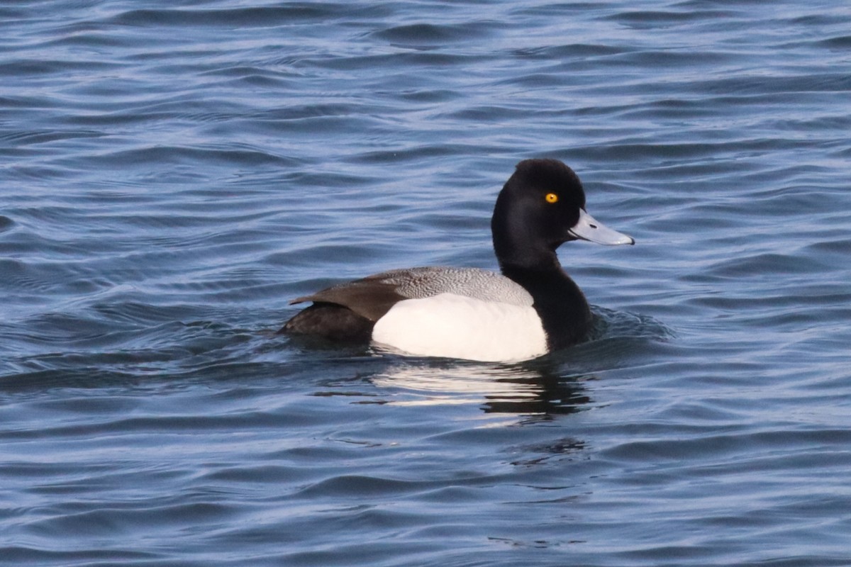 Lesser Scaup - ML640582906