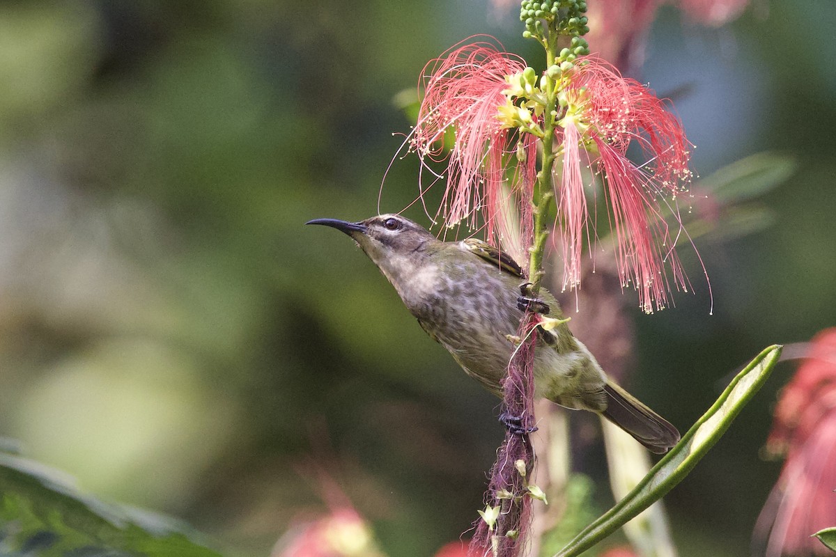 Olive Sunbird - ML640582964