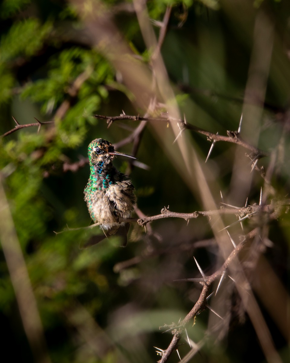 Glittering-bellied Emerald - ML640582978