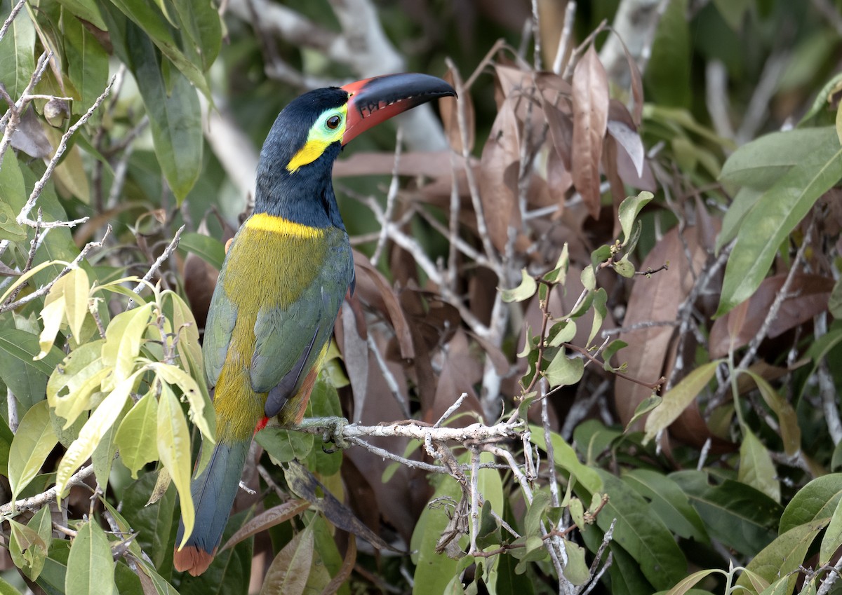 Guianan Toucanet - ML640583043