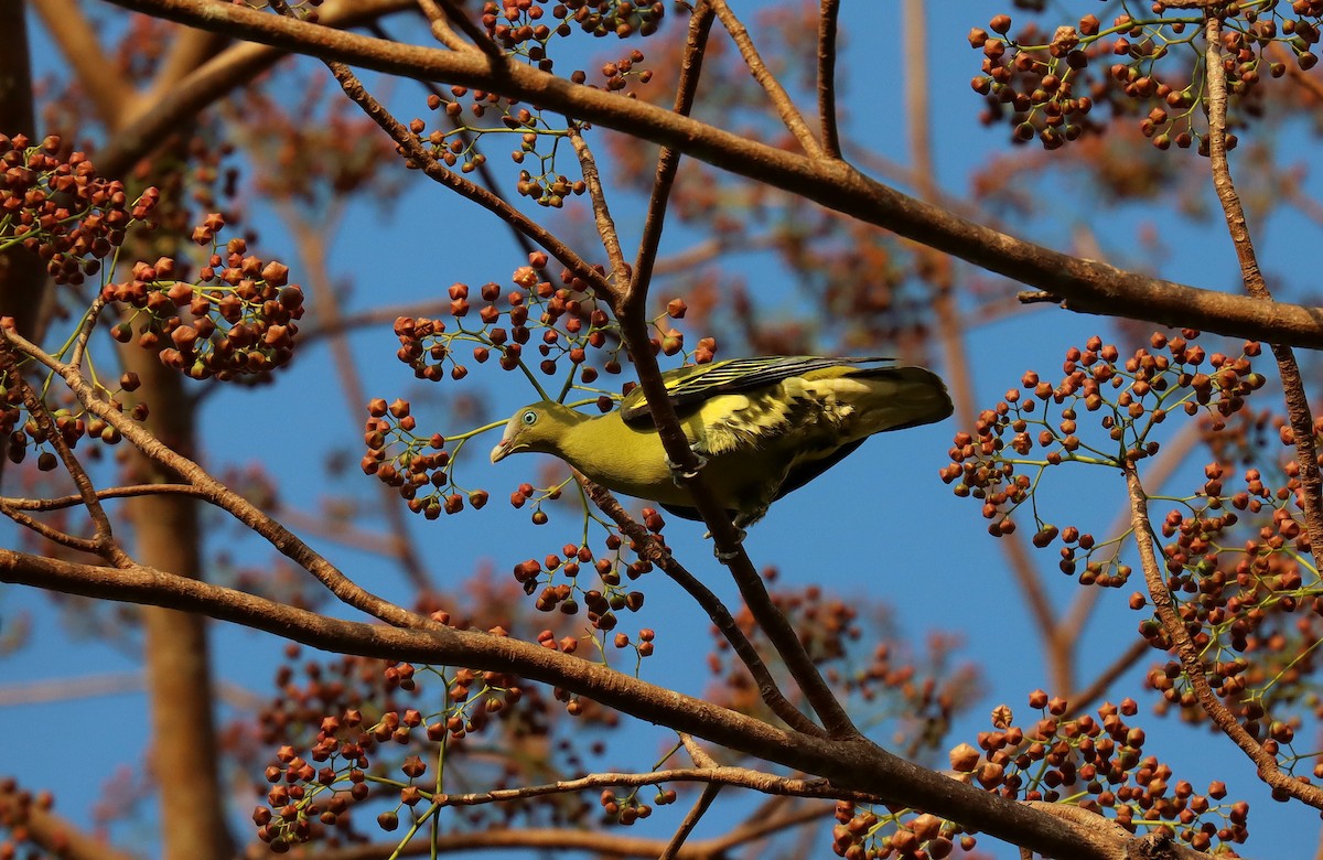Philippine Green-Pigeon - ML640583067