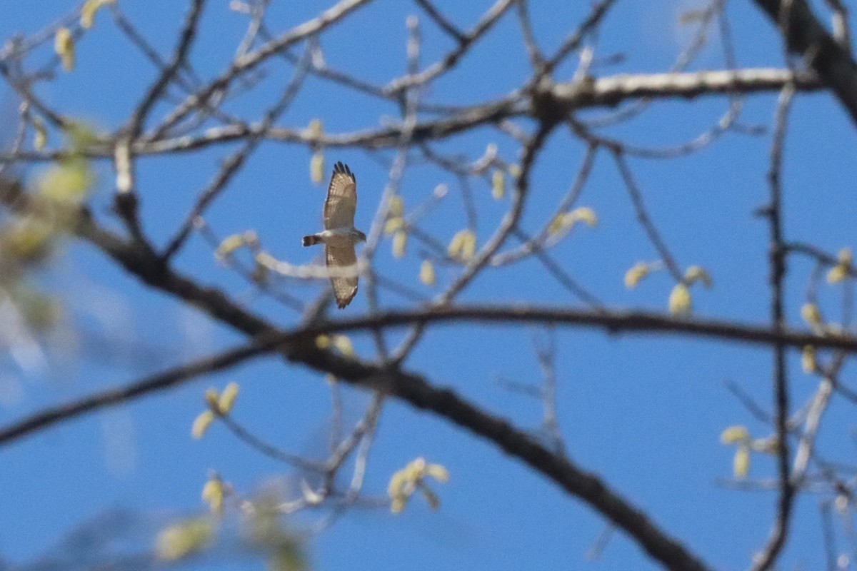 Broad-winged Hawk - ML640583099
