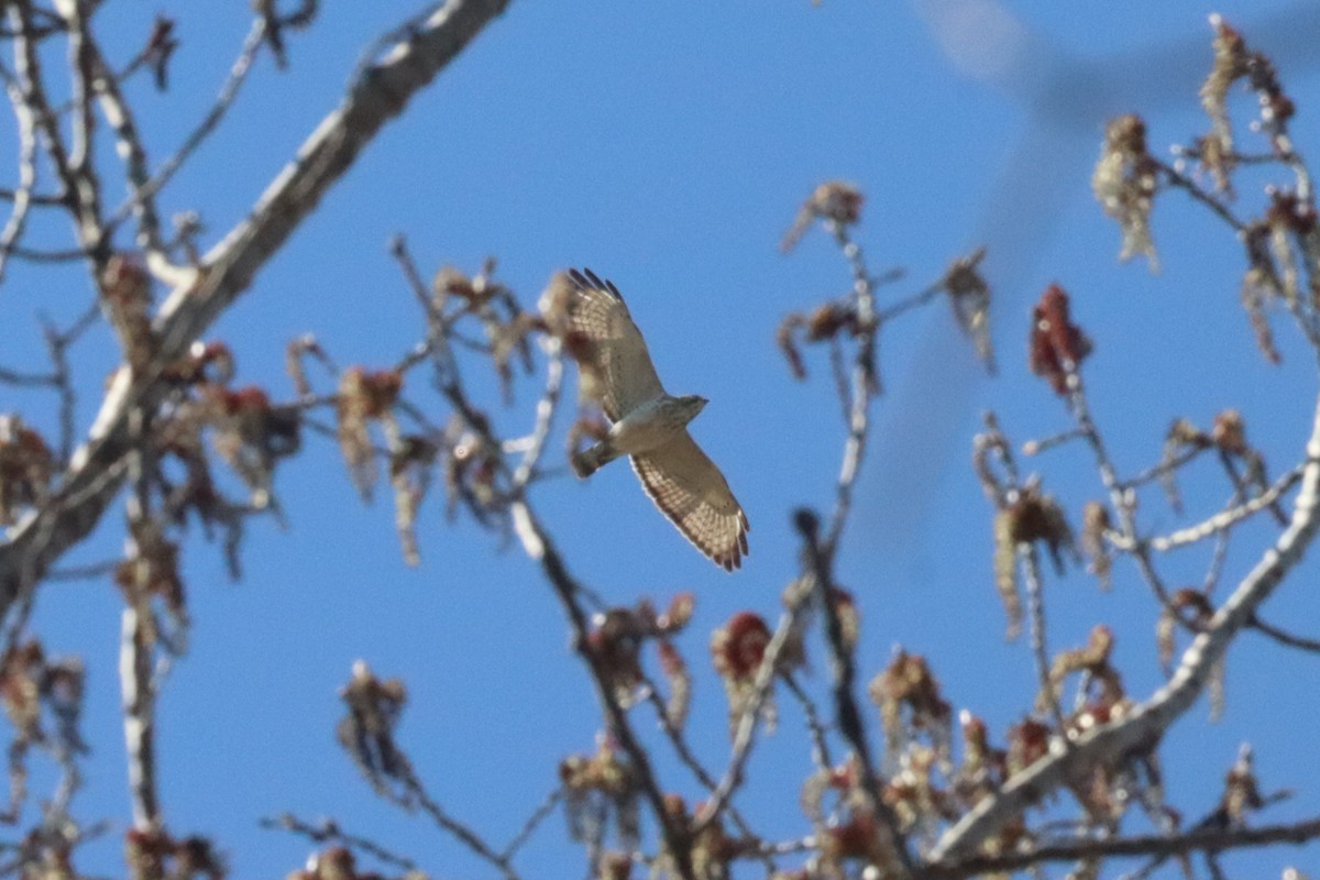 Broad-winged Hawk - ML640583101