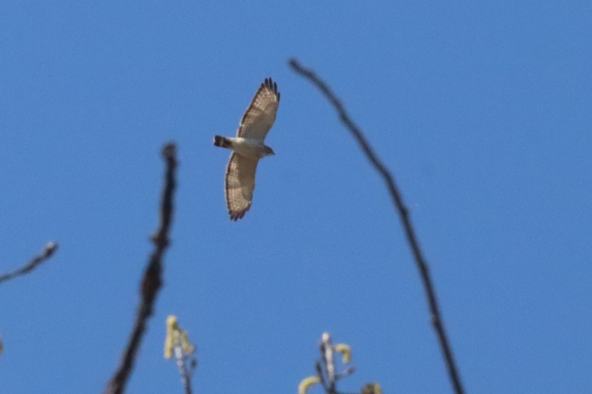 Broad-winged Hawk - ML640583102