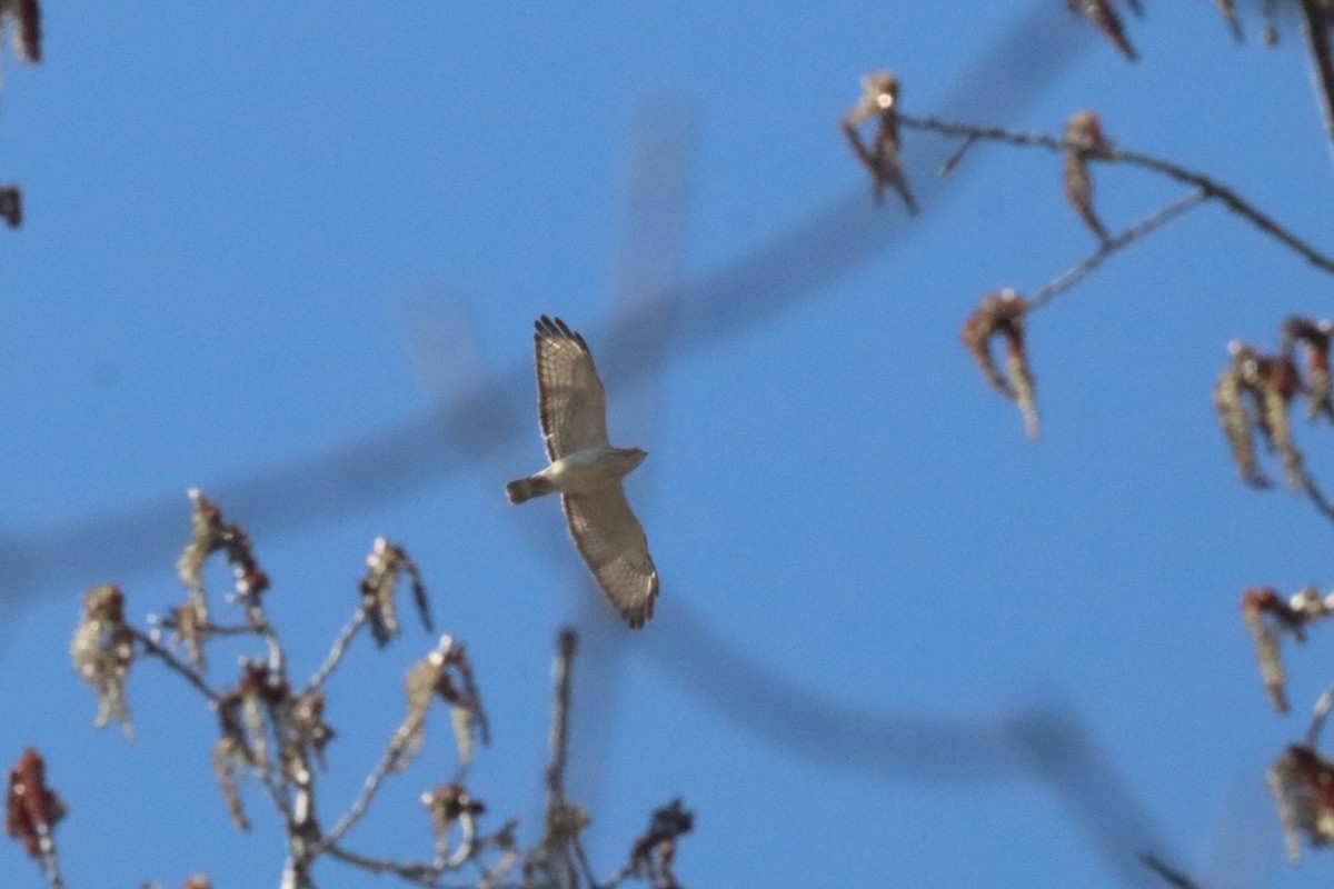 Broad-winged Hawk - ML640583104