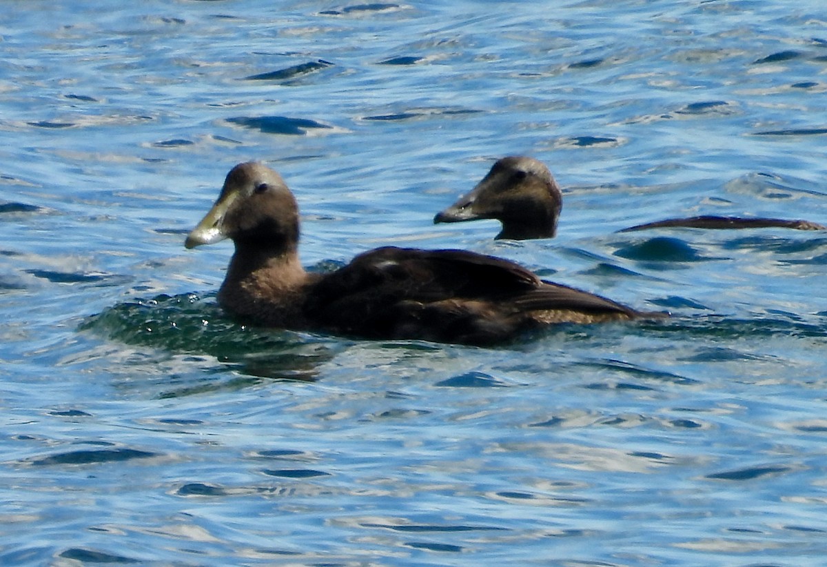 Common Eider - ML640583120