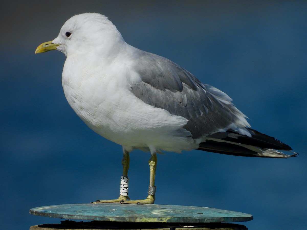 Common Gull - ML640583134