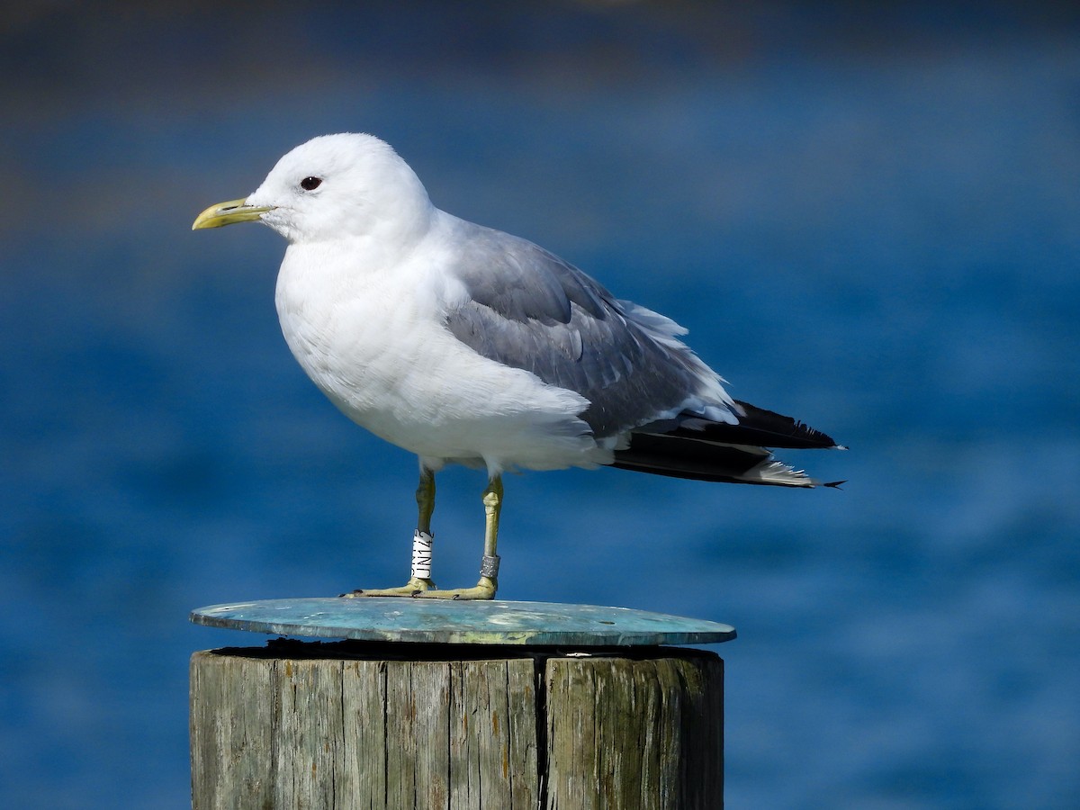 Common Gull - ML640583135