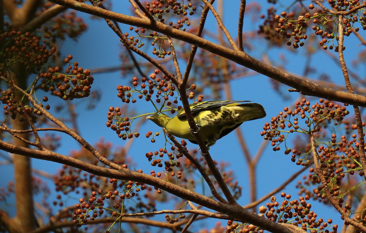 Philippine Green-Pigeon - ML640583155