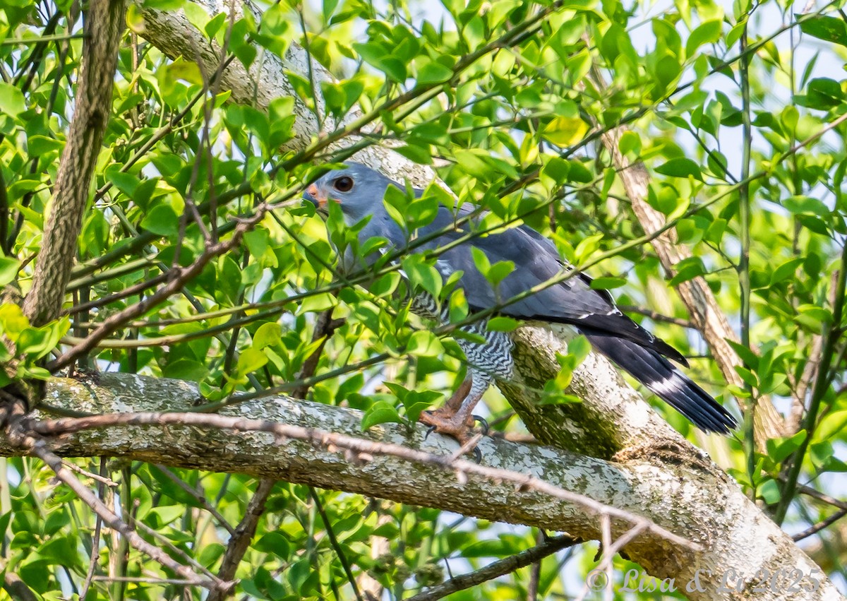 Lizard Buzzard - ML640583163