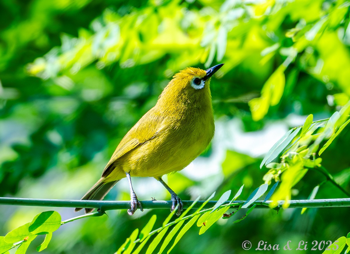 Green White-eye - ML640583176