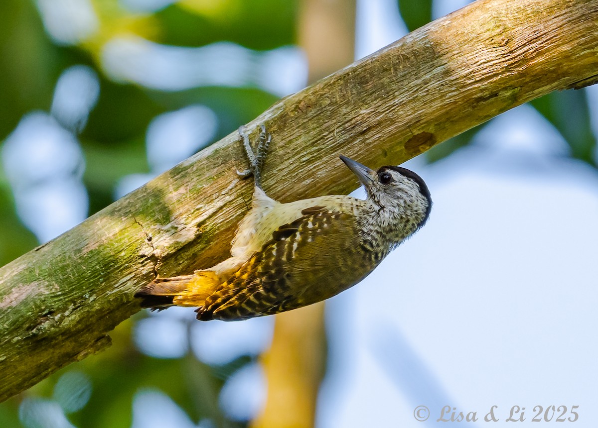 Speckle-breasted Woodpecker - ML640583178