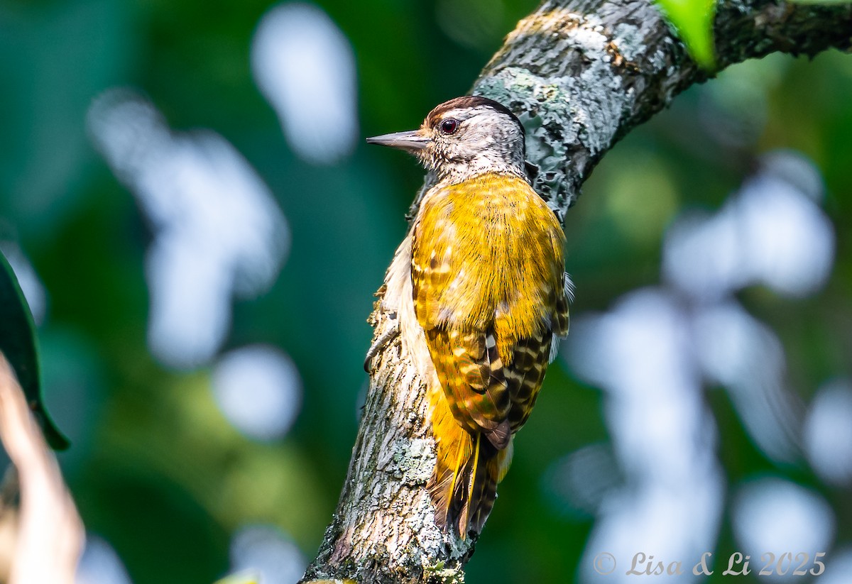 Speckle-breasted Woodpecker - ML640583179