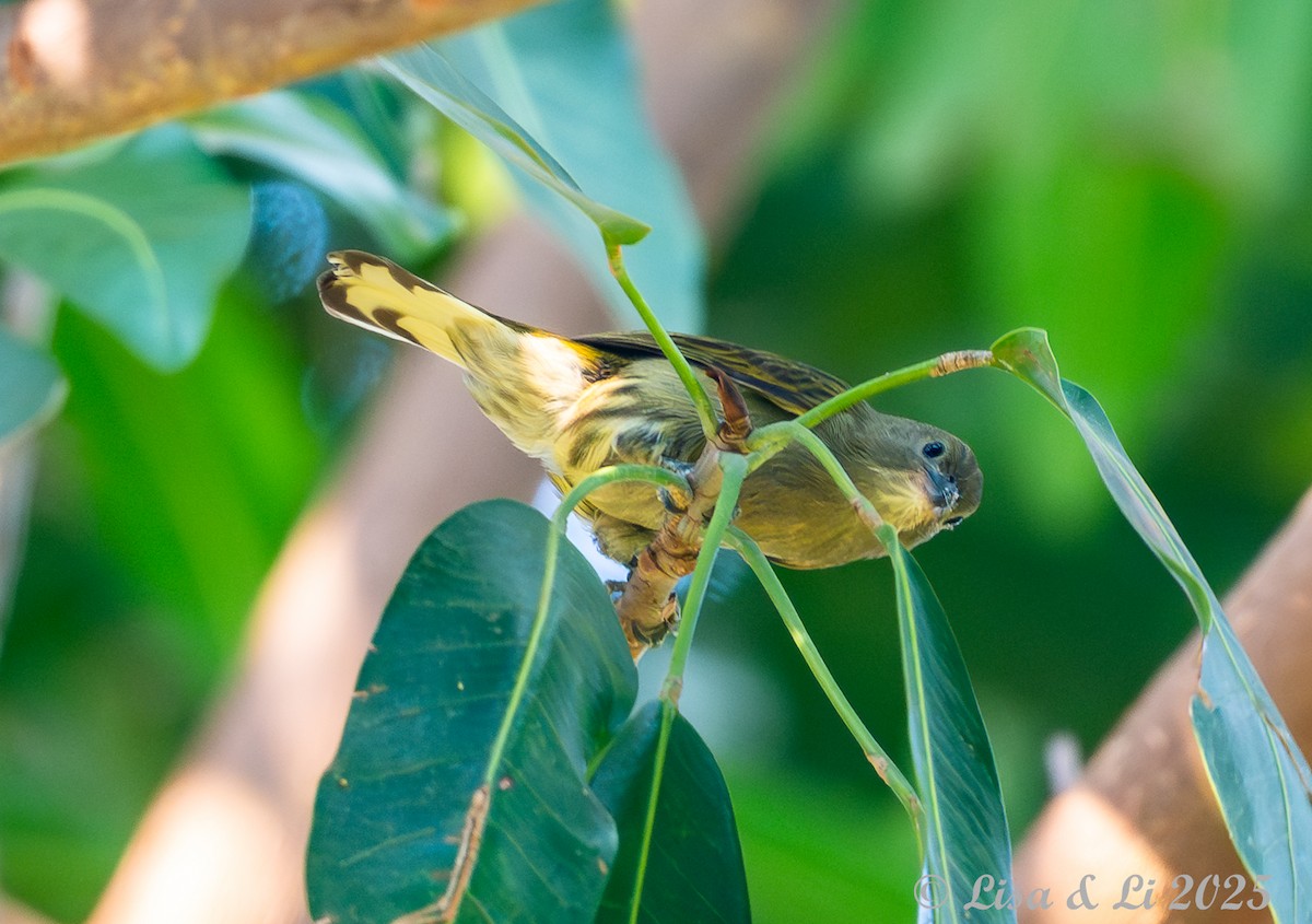 Lesser Honeyguide - ML640583183