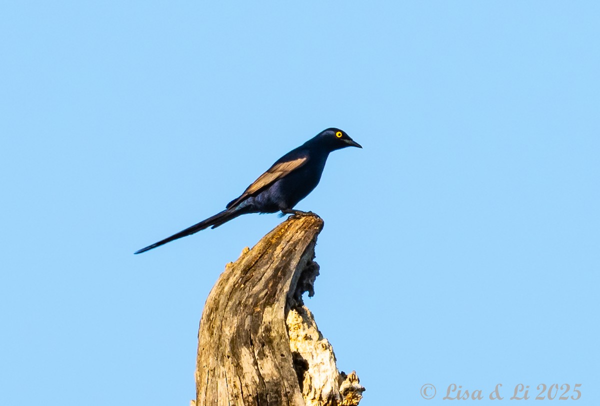 Narrow-tailed Starling - ML640583200