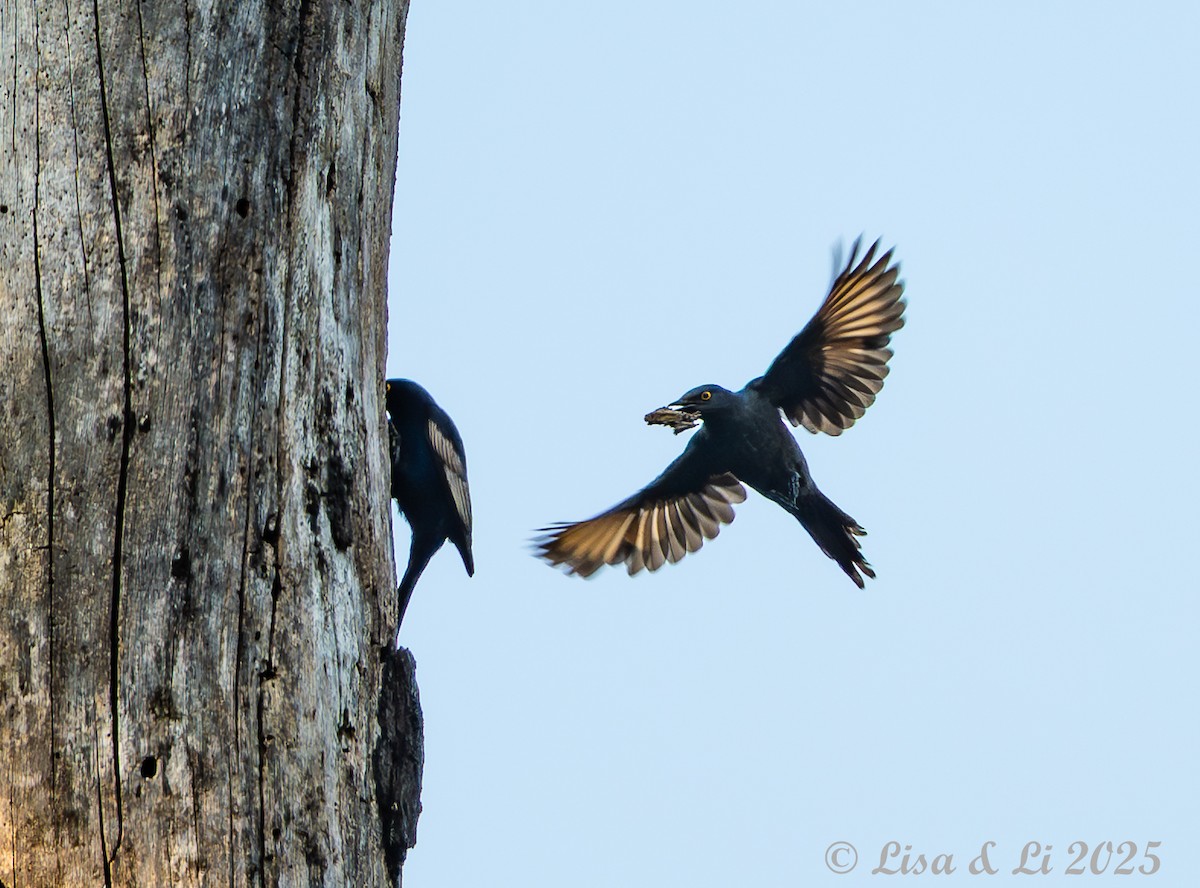 Narrow-tailed Starling - ML640583201