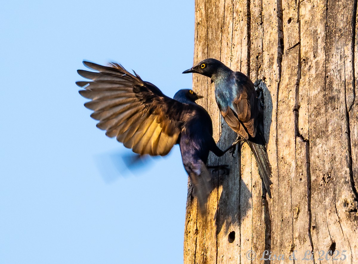 Narrow-tailed Starling - ML640583204