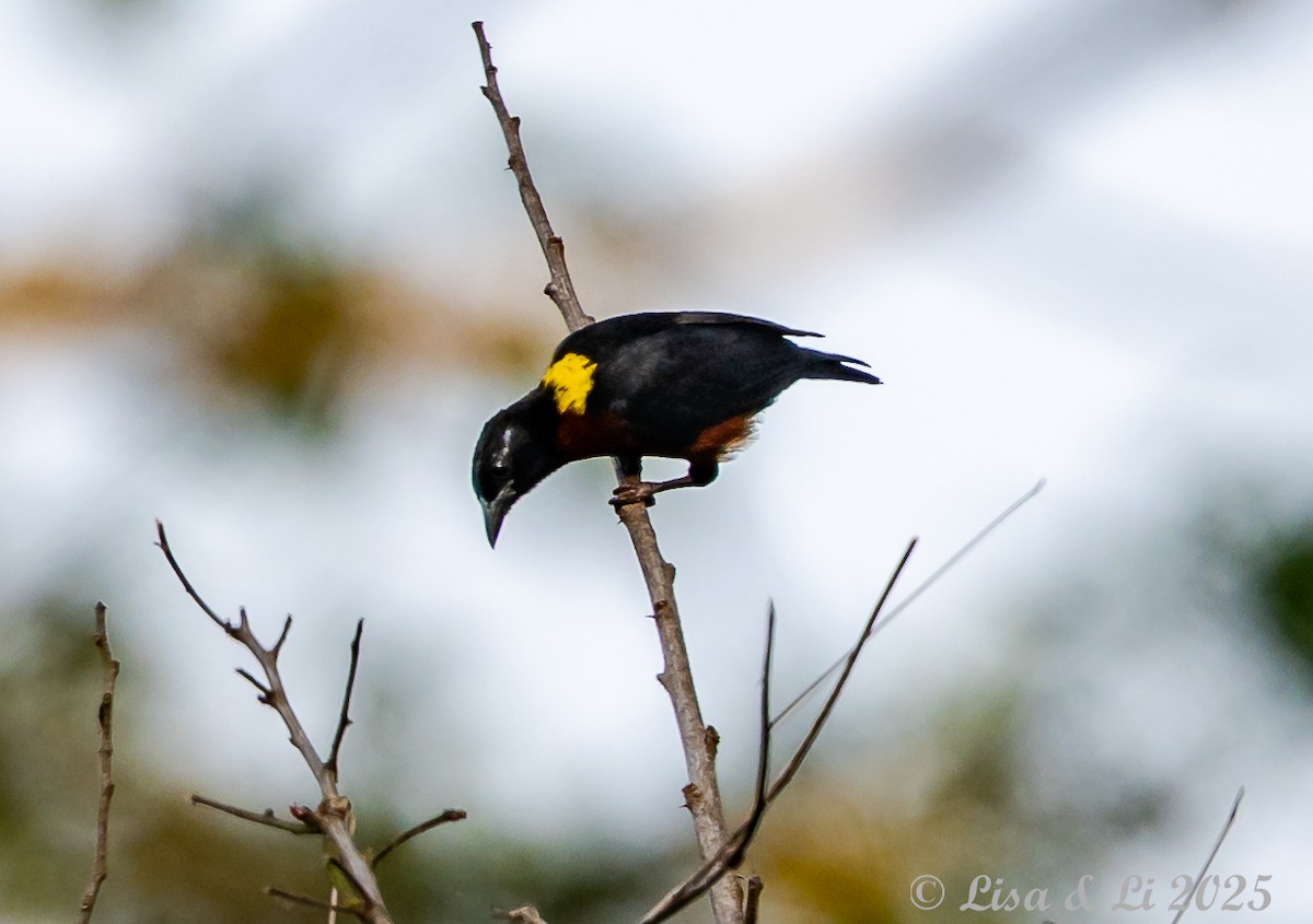 Yellow-mantled Weaver - ML640583216