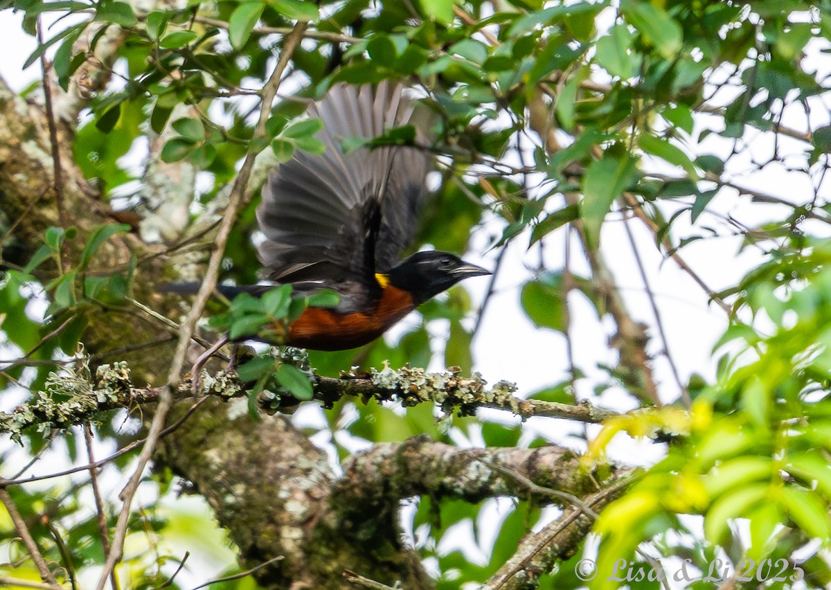 Yellow-mantled Weaver - ML640583218
