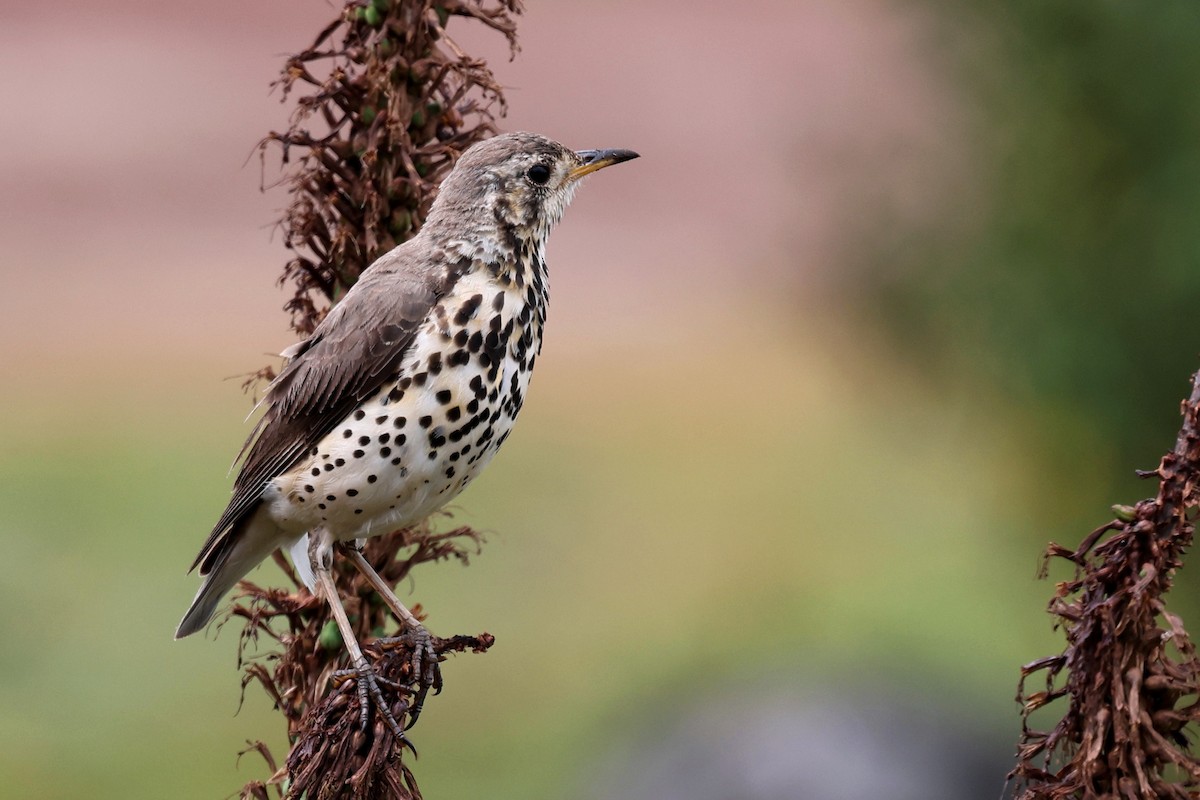 Ethiopian Thrush - ML640583257