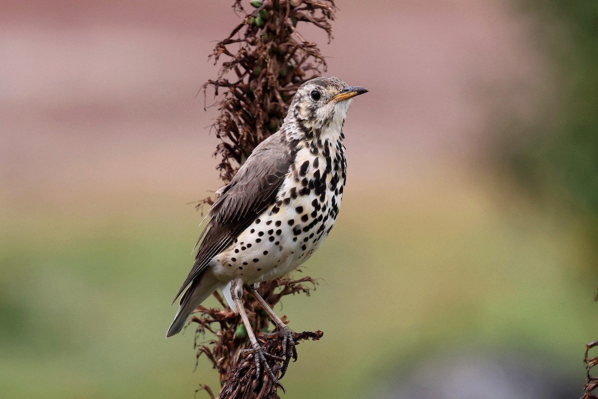 Ethiopian Thrush - ML640583258